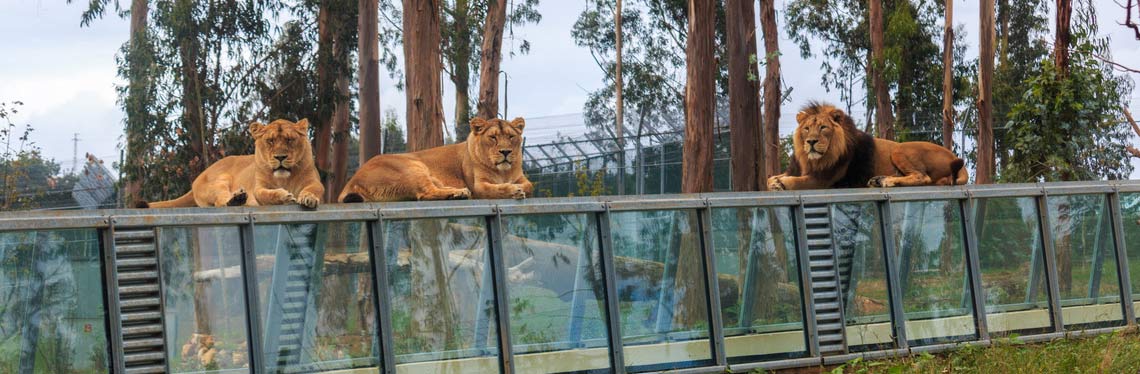 Zoo Santo Inácio: Exemplo de poupança